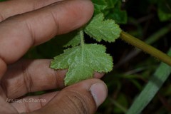 Heracleum sprengelianum